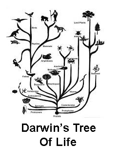 The Aspects Of Darwin s Life